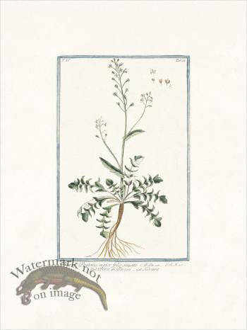 Bonelli 316 Shepherd's purse